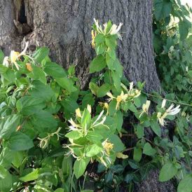Sweet Smells and A Pale Green Thumb Image
